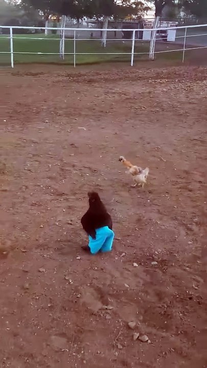 Le poulet le plus drôle du monde