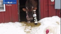 Une femme fabrique des prothèses à une vache pour lui permettre de marcher !