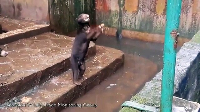 Ces ours affamés supplient les visiteurs de leur donner de la nourriture