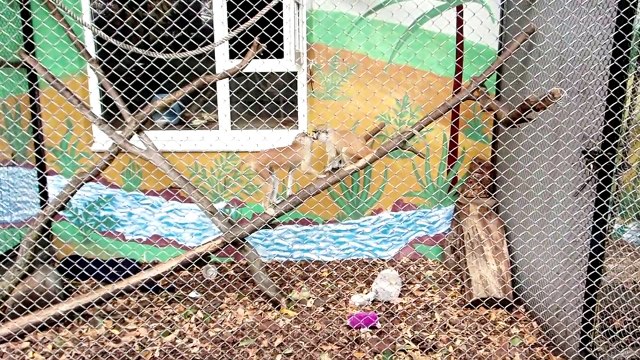 Зоопарк в Минске. Звери и птицы и контактный зоопарк в Минске