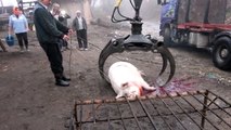 Priveste ce au facut acesti ROMANI la taierea porcului. Videoclipul a fost vazut de toata lumea. Cum comentezi?
