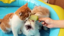 Kittens Puppies Cats Enjoy Popsicles