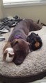 Caring Pit Bull adorably snuggles with guinea pigs!