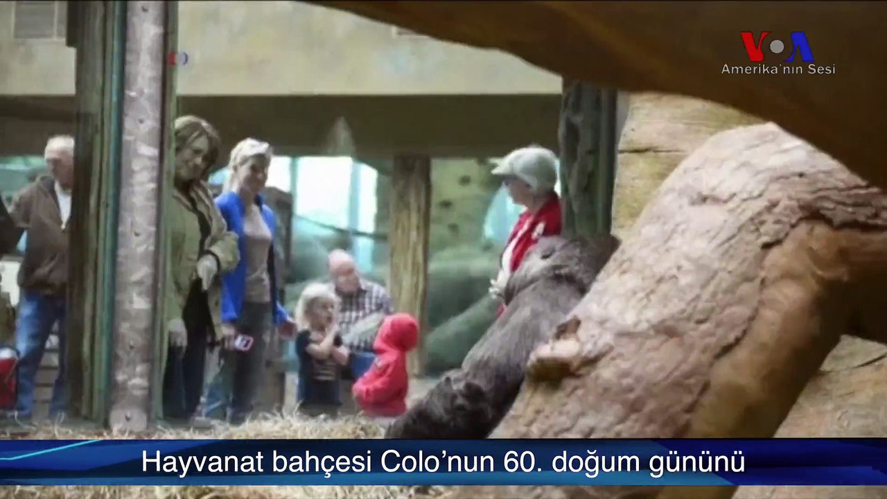 Esaret Altında Doğan İlk Goril Öldü