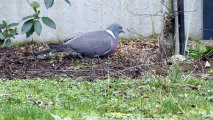 pigeon au jardin - vidéo de Janou