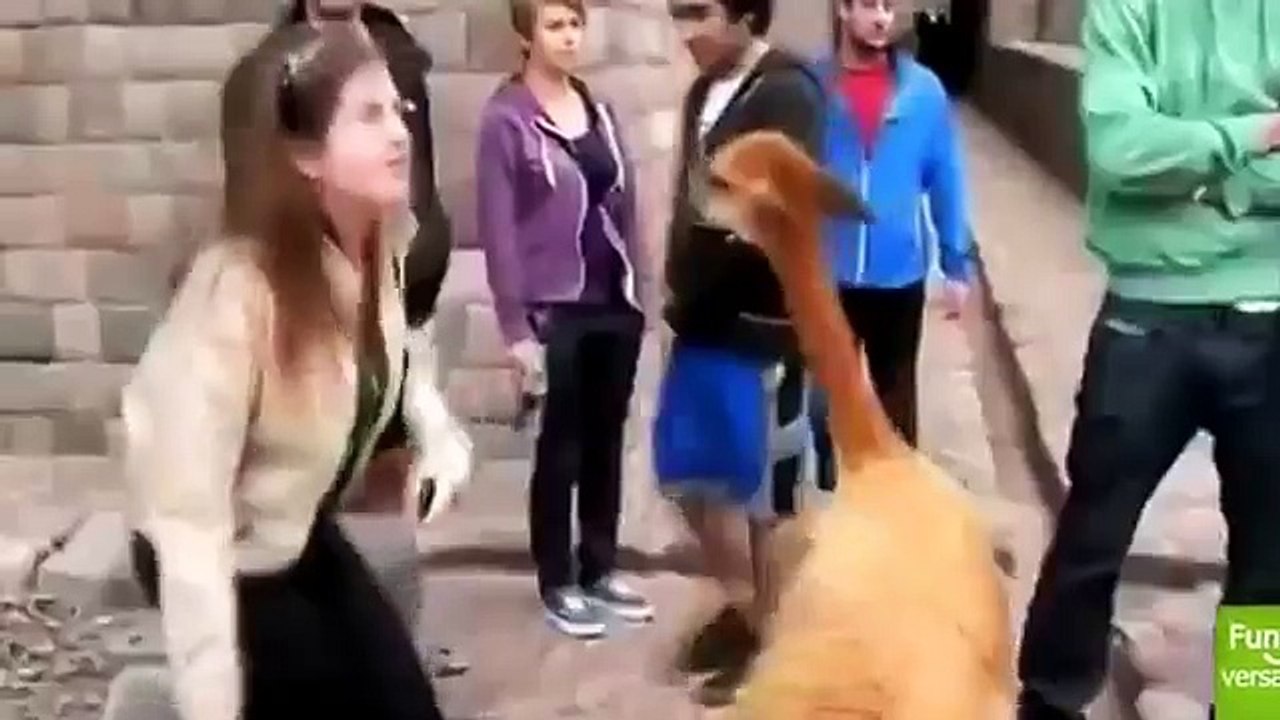 CRAZY ANIMALS ATTACKS COMPILATION