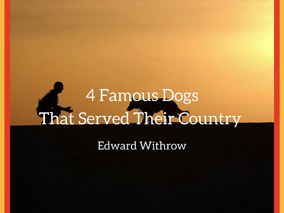 Edward Withrow - 4 Famous Dogs That Served Thier Country