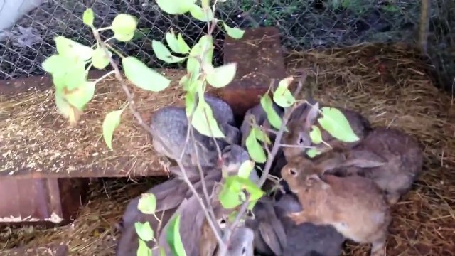 ♥ Мега прикол ♥ куча кроликов едят веточку 2012 год