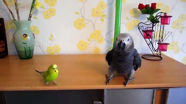 ПОПУГАЙ ПОБОЛЬШЕ НЕ ПУСКАЕТ МАЛЕНЬКОГО