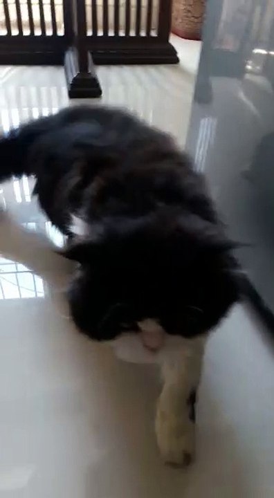 my cat jack