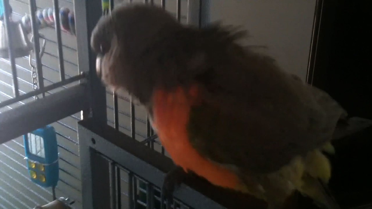 Bird Boogies To The Beat