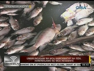 24 Oras: Umaalingasaw na mga nangamatay na isda, inirereklamo ng mga residente sa Valenzuela