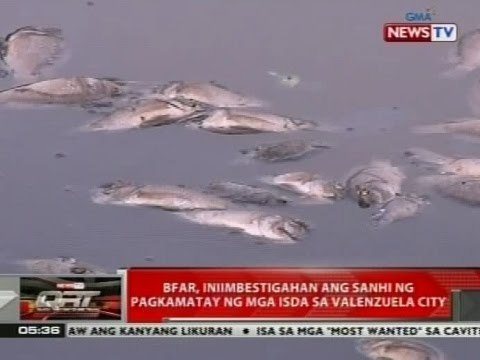 QRT: BFAR, iniimbestigahan ang sanhi ng pagkamatay ng mga isda sa Valenzuela City