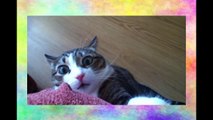 Кот испугался видео прикол. СМЕШНО ДО СЛЕЗ!!! Видео приколы про кошек 2016