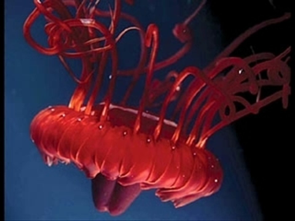 Deep Sea Creatures