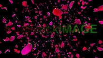 飯田祐巳が見たい！著作権フリー-映像素材-動画素材-バラ-ローズ-花-花びら-舞う