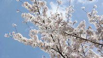 飯田祐巳が見たい！フリームービー素材　「さくらの木、桜の花」
