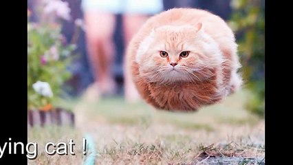 20 Hilarious Pictures Of Cats compilation, funny foto in right moment. Must see