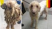 ‘Rasta’ dog one of 69 animals rescued after being neglected for years