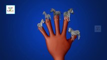 Finger Family Zebra Animal Finger Family Songs | Zebra Finger Family Nursery Rhymes For Children