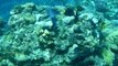 (1557) - Eating Corals - (Sharm El Sheikh Egypt sept.2007)