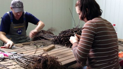 Bench Grafting of Apples, Poland, 2014