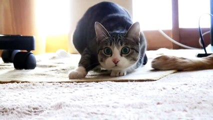 Танцующий кот