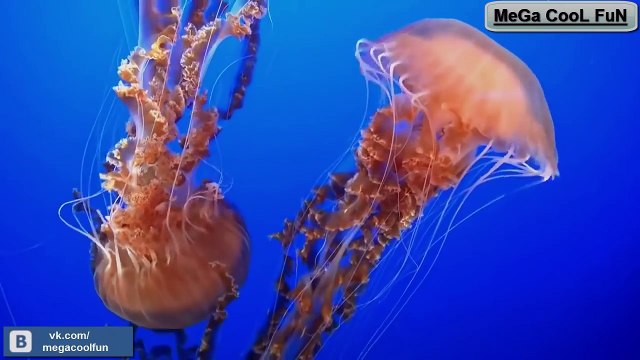 ПРОСТО ОДНО ИЗ САМЫХ ПРИЯТНЫХ ВИДЕО