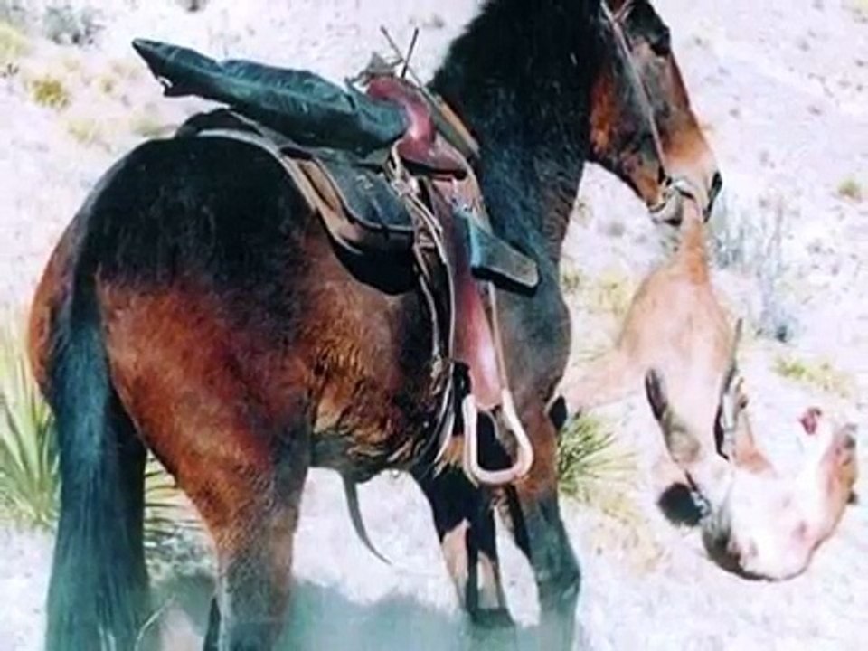 Mule Horse vs Lion