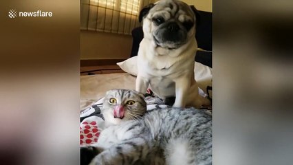 Cat is not impressed with pug's cuddles