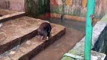 Vídeo chocante mostra ursos esqueléticos a implorar por comida em jardim zoológico  Tá Bonito