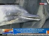 NTG: Patay na dolphin, nakita sa ilog sa Laoag City, Ilocos Norte