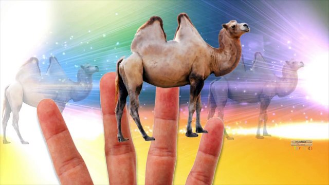 Animals Cartoons Finger Family Rhymes | Animals Family Finger Family | Animals Finger Family