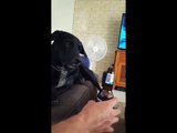 Questo Cane odia la Visione della Bottiglia di Birra