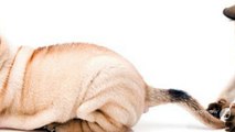 How to find a Good Vet Service Clinic for Your Pets?