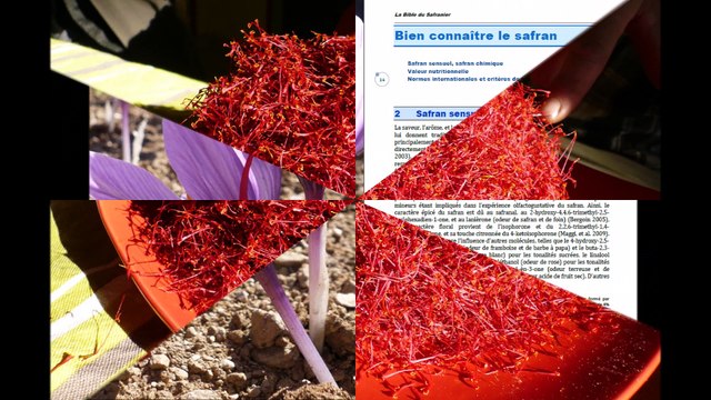 La Bible du Safranier : Tout savoir sur le Crocus sativus et sur le Safran. Livre sur le Safran