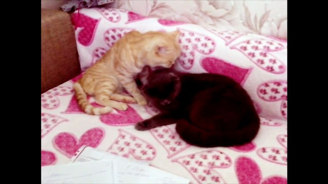 Забавные кошки. Нереально заботливый кот!