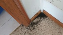 Mais que font toutes ces fourmis dans cette maison ???