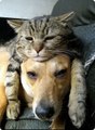 Cats and dogs together are so silly | New video