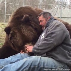 635 kiloluk ayıyla uyuyan adam