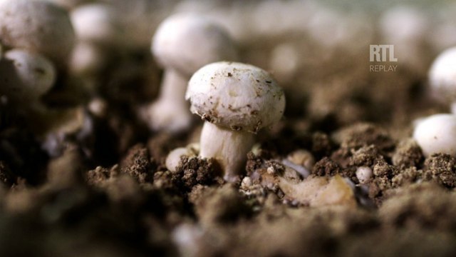 Pourquoi le leader français du champignon peine à recruter 30 CDI