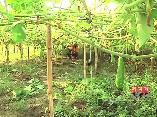 কৃষকদের জন্য চালু হচ্ছে ‘ই ভিলেজ’ অ্যাপস