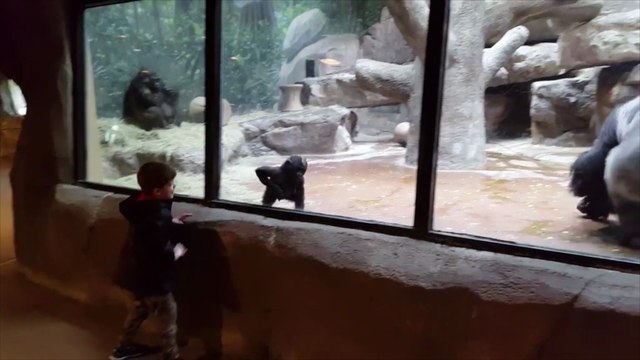 Un enfant s'amuse avec un bébé gorille