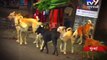Stray dog menace haunts Navi Mumbai residents - Tv9 Gujarati