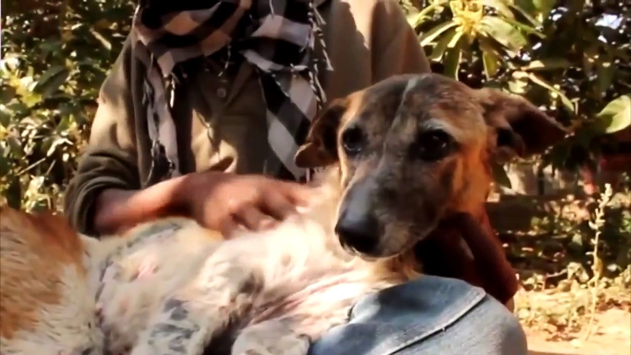 Самый Добрый Ролик на Свете! Это Видео Тронуло Миллионы Сердец