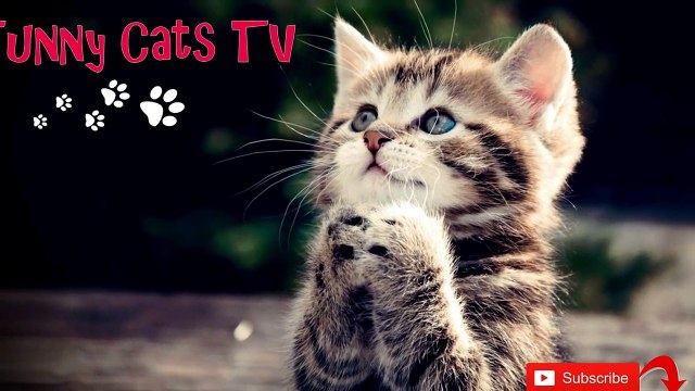 Прикольное видео с кошками! Мото кошка! Смотреть до конца!