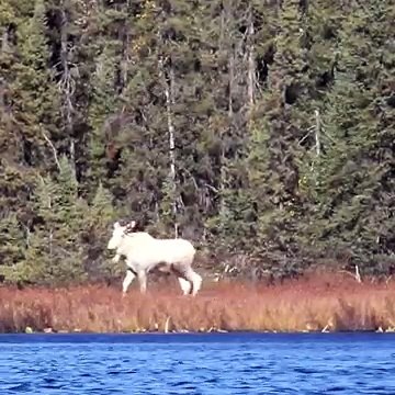 Il voit une étrange créature blanche. Mais quand il regarde de plus près, il découvre quelque chose de fascinant !