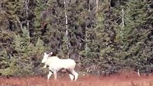 Il voit une étrange créature blanche. Mais quand il regarde de plus près, il découvre quelque chose de fascinant !
