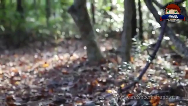 Дружба не знает границ!!! Животные их любовь