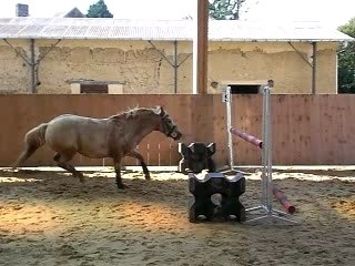 flash saut en liberté I